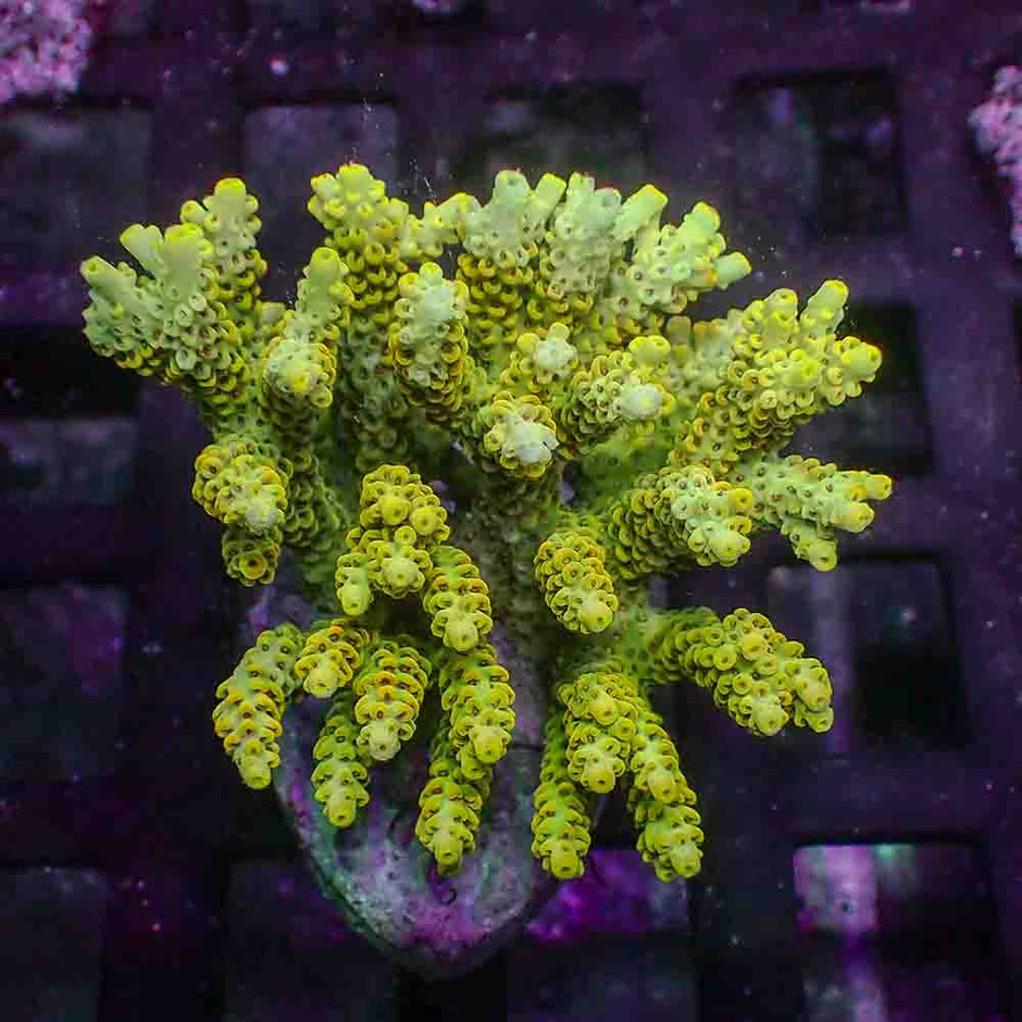 Acropora Microclados (M)