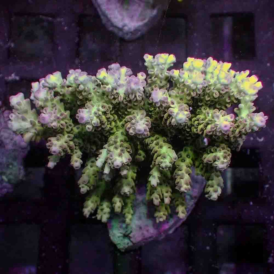 Acropora Microclados (M)