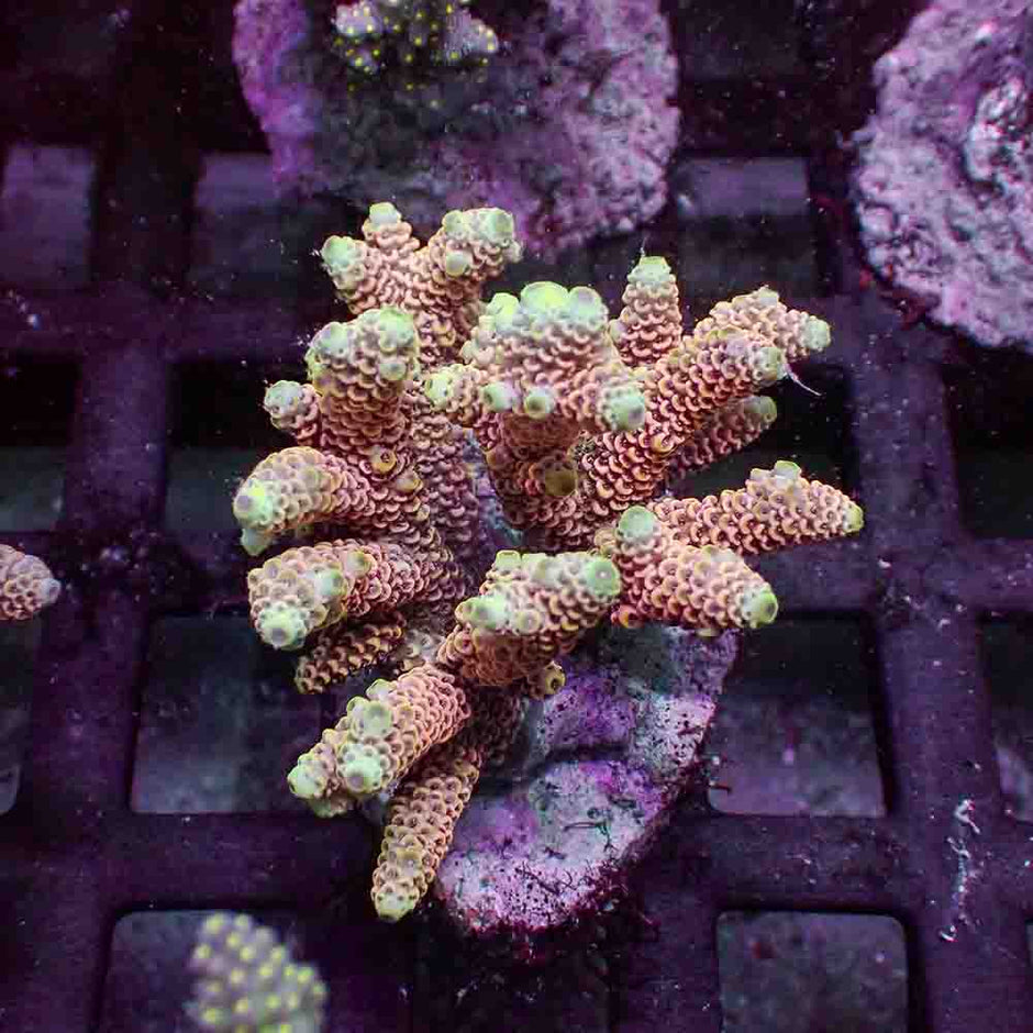 Red Acropora Millepora (M)