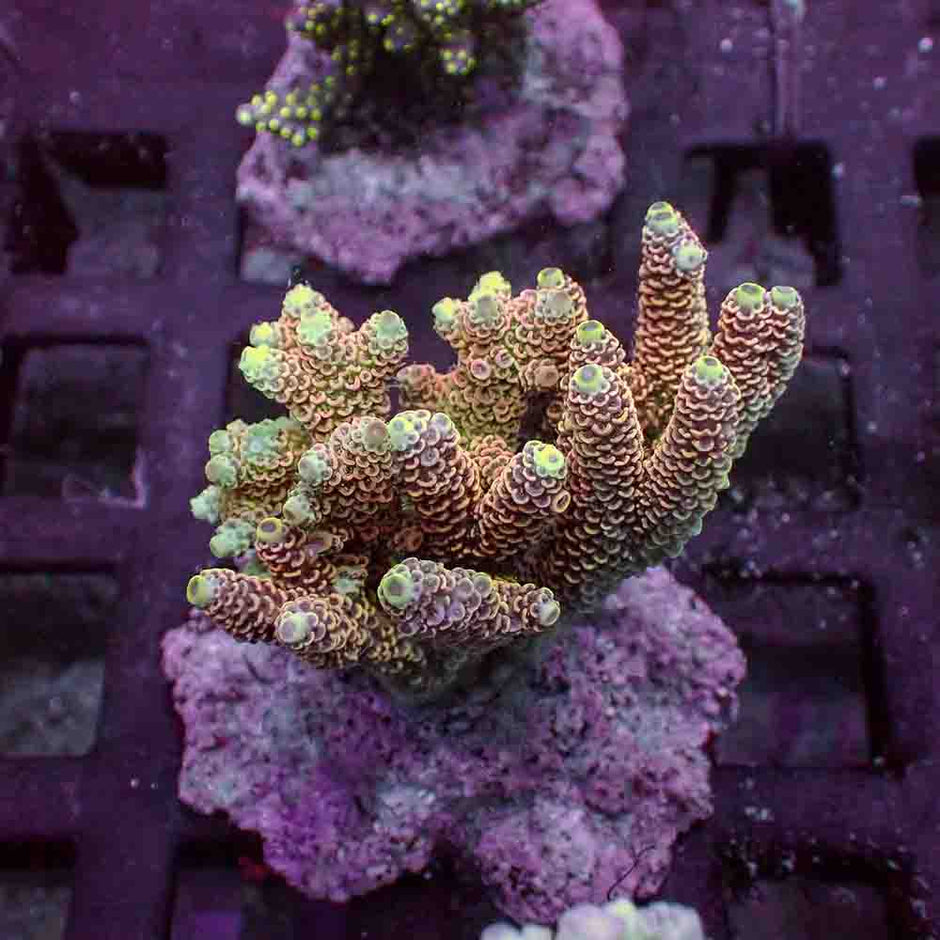 Sunset Green Acropora Millepora (M)