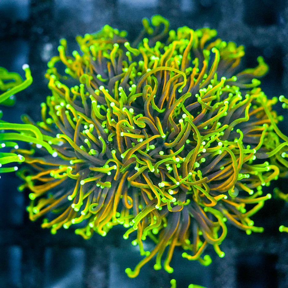 Approx 6 Head Dragon Master Torch Colony