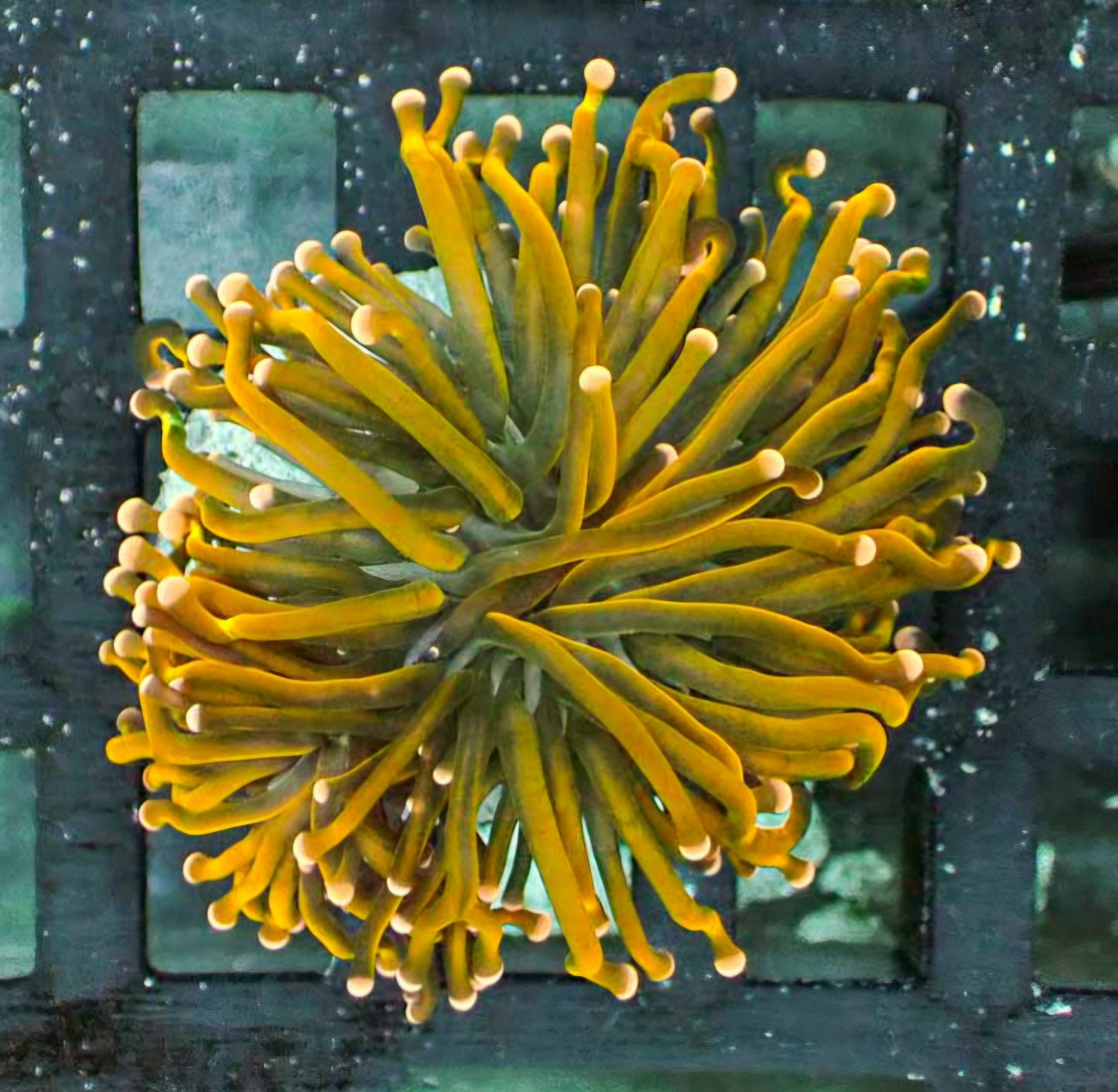 Golden Gods Torch