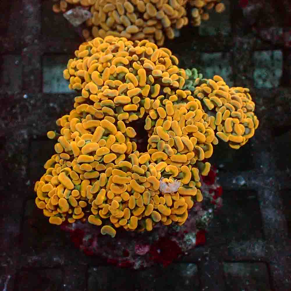Branch Hammer Orange NEON