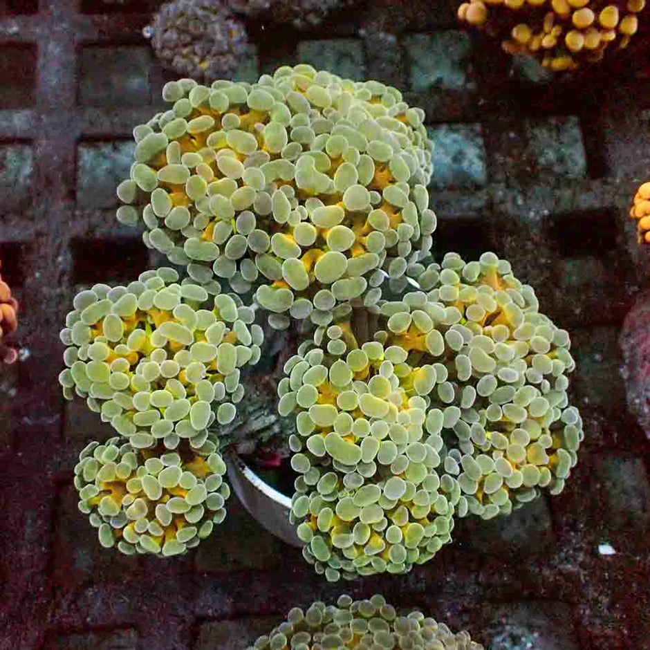 Yellow Hologram Branching Hammer