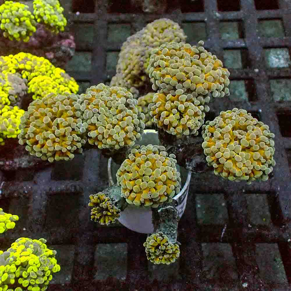 Yellow Hologram Branching Hammer