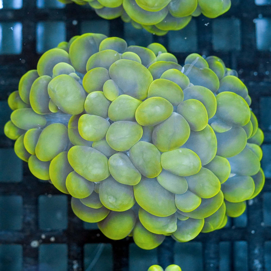 Epic Bubble Coral