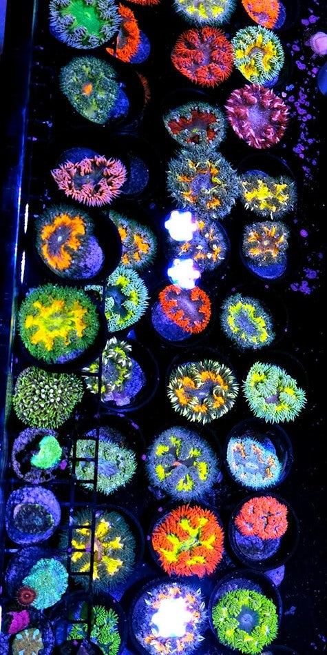 10 Pack Ultra Flower Anemones - Premium Colors and Good Sizes!