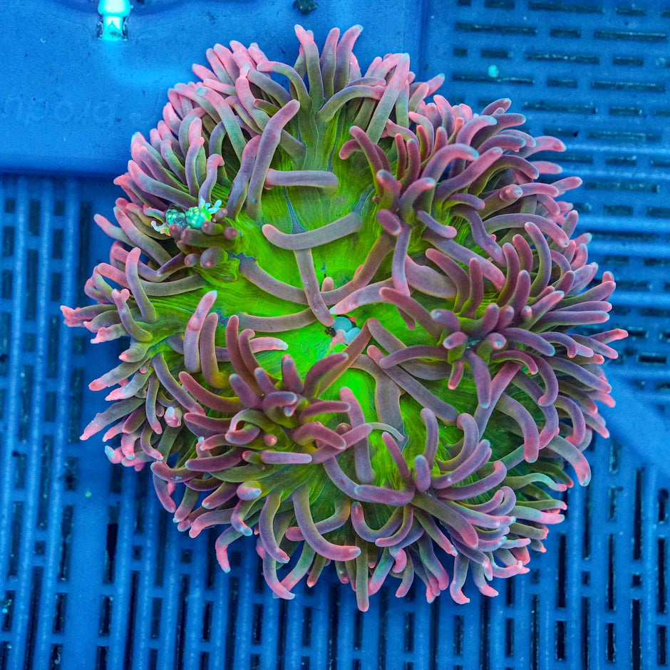 Holy Shit Long Tentacle Anemone