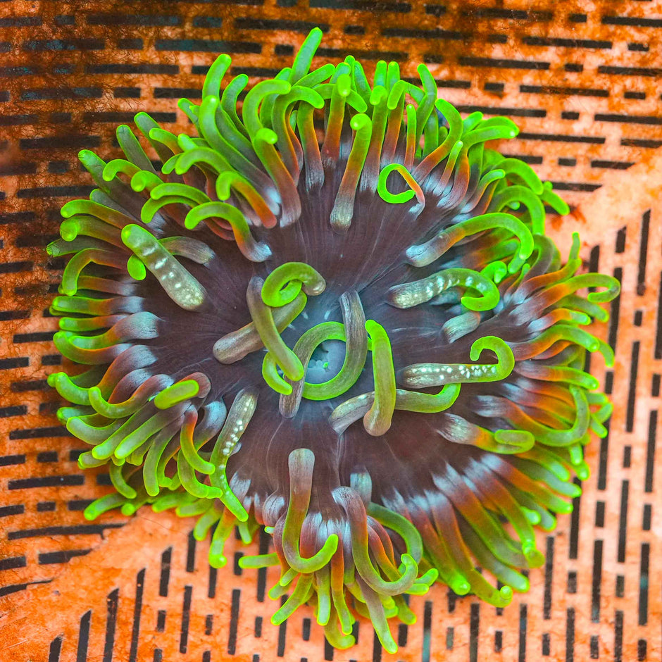 Superior Rainbow Long Tentacle Anemone