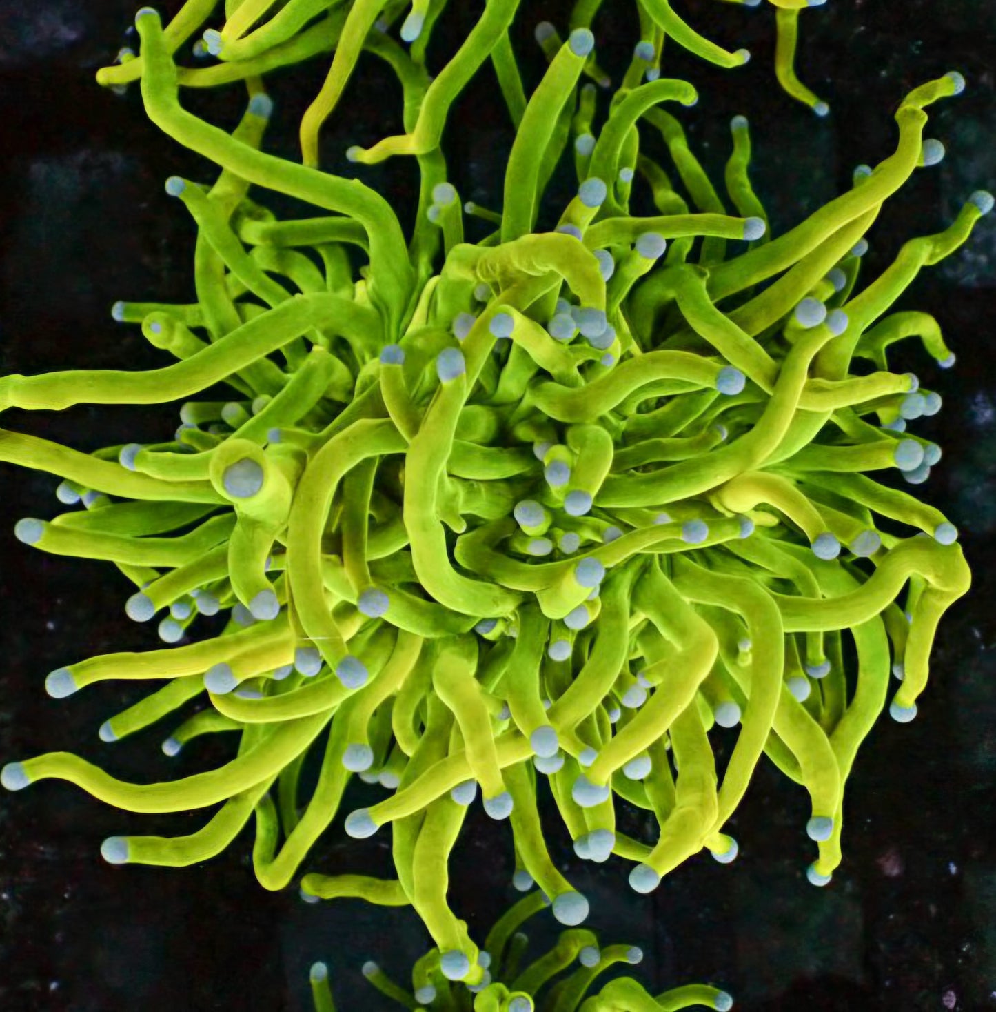 Fat Holy Grail Variant Torch