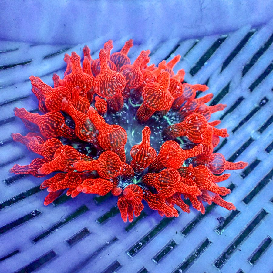 Doorbuster Black Widow Bubble Anemone - NOT WYSIWYG Our Pick GUARANTEED BAD ASS