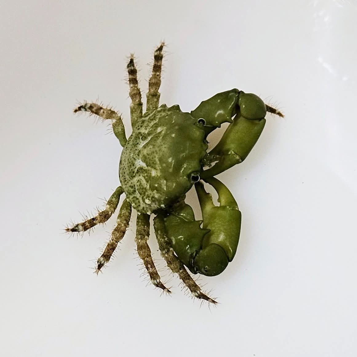 Emerald Crab Mithraculus Sculptus