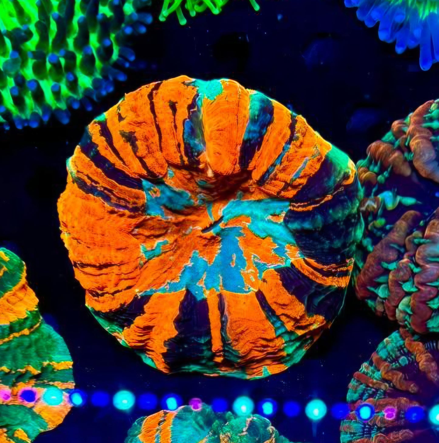💪🤯Holy Shit Acanthophyllia💪🤯
