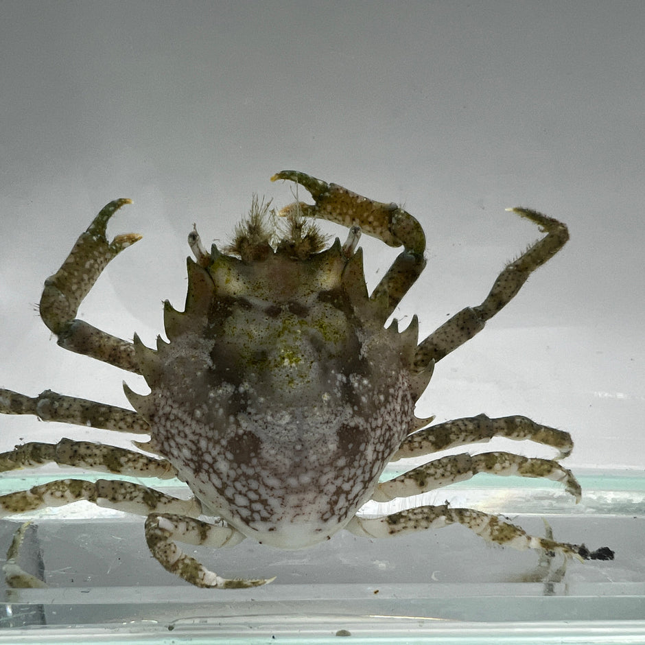 2 Pack Pithos Crab Pitho Mirabilis