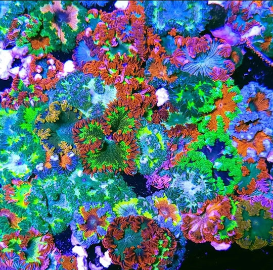 10 Pack Special Grade Florida Flower Anemones GUARANTEED HAPPINESS