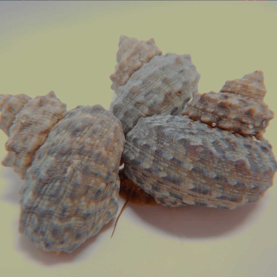 3 Chestnut Turbo Snail Turbo Castanea