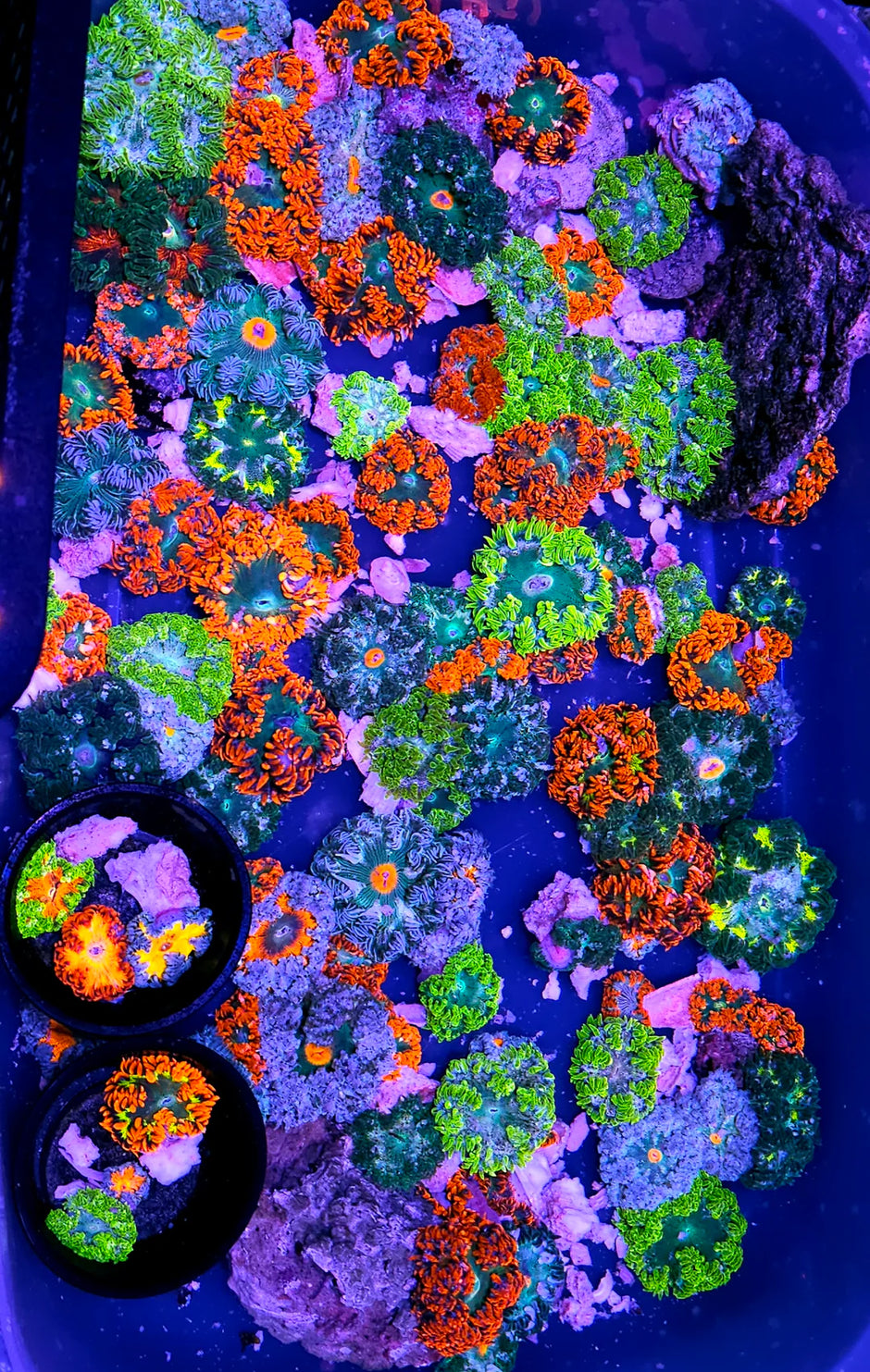 10 Pack Special Grade Florida Flower Anemones GUARANTEED HAPPINESS