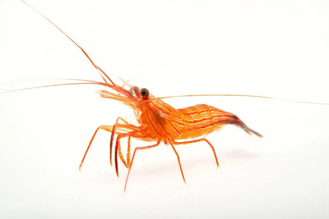 5 Peppermint Shrimp Lysmata Wurdemanni